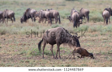The mare of wildebeest is giving the birth of the calf.  These are good pictures of wildlife. Photos were taken on short distance and with excellent light.