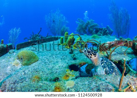 A hawksbill turtle has made a temporary home out of an underwater shipwreck. The wreck that is covered in coral offers underwater food and shelter to the peaceful creature
