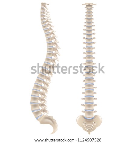 Spine bones isolated on white photo-realistic vector illustration Royalty-Free Stock Photo #1124507528
