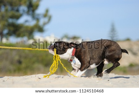 Boston Terrier dog outdoor portrait at beach pulling on yellow rope