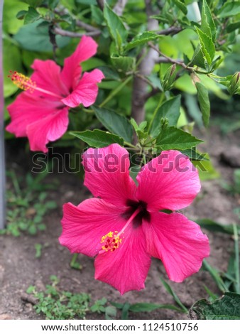 The pretty pink flowers, l’hibicus