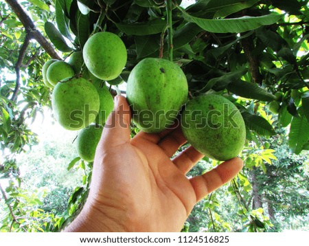 green mango fruit