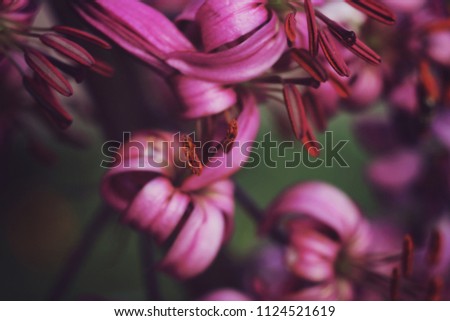 Soft focus macro picture of wide opened pink lily flowers 