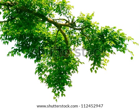 green leaves and branches on white background for abstract texture environment nature love earth concept for design and decoration Royalty-Free Stock Photo #112452947