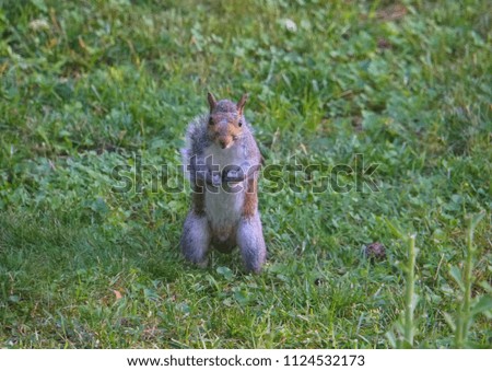 A squirrel standing up on the field of grass