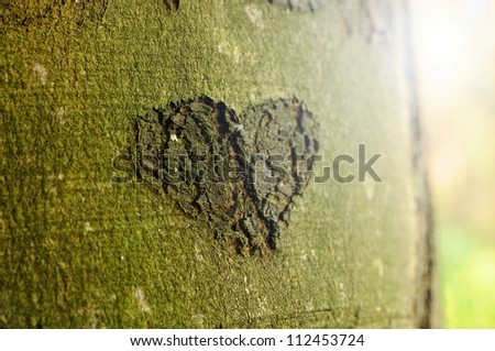 A tree in an autumn woods with a heart  craved into the bark