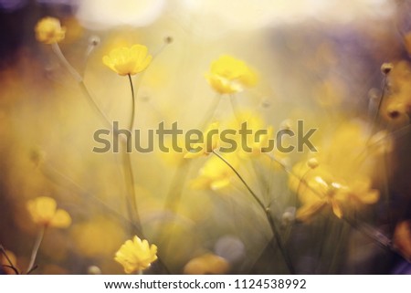 Background with yellow  wildflowers of a buttercup on a meadow
