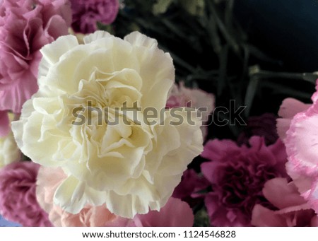 Carnation flowers on display