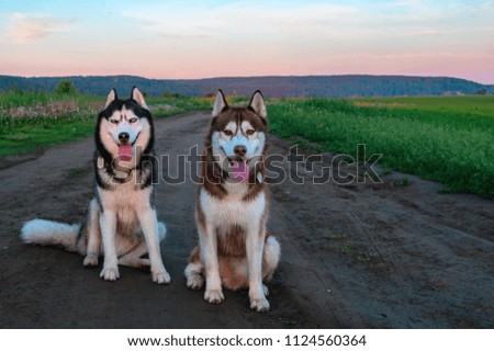 Two Siberian husky dogs sit on a dirt road in the middle of the green fields. Evening landscape with cute pets. Black and white and red-haired husky look at the camera.