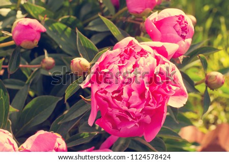 a bush of a pink peony in the garden