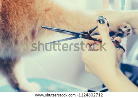 Groomer haircut Pomeranian dog with red hair in the beauty salon for dogs. Toned image. The concept of popularizing haircuts and caring for dogs. model haircut of a dog with special scissors close up
