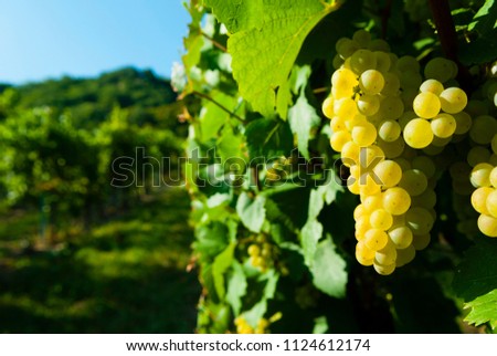 white riesling grapes vineyard before harvest