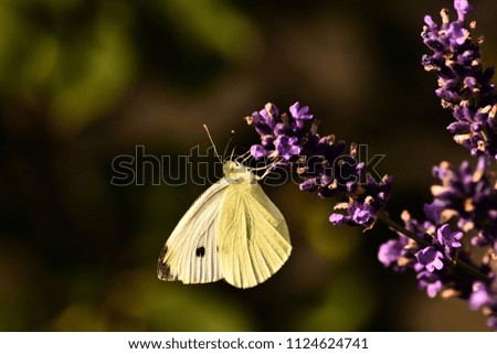 A Cabbage Butterfly is sitting at Lavender, Germany, Europe