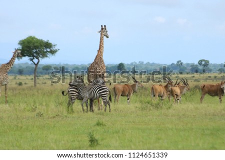 Zebras and giraffes walking in the savannah in Mukumi National Park during the rain season with some acacia trees around, Tanzania, Africa Royalty-Free Stock Photo #1124651339