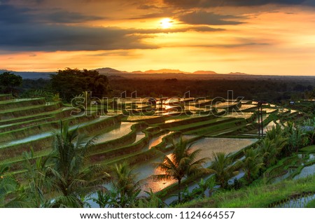Famous Jatiluwih Rice terraces on Bali during sunrise, Indonesia Royalty-Free Stock Photo #1124664557