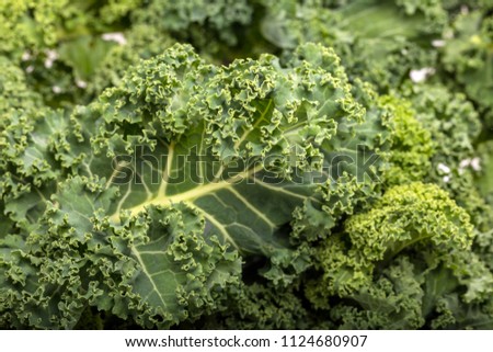 A healthy fresh curly kale Royalty-Free Stock Photo #1124680907
