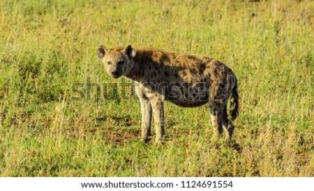 Hyenas in Tanzania