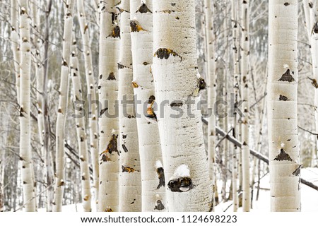 Large grove of aspens with snow on them in the winter Royalty-Free Stock Photo #1124698223