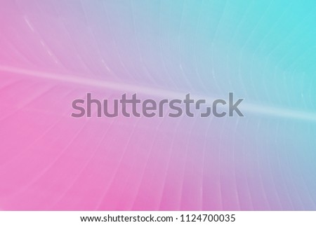 Pastel vibrant holographic gradient colors banana leaves fern with violet and pink trendy pallet. For plant lovers and minimal fashion design with copy space.