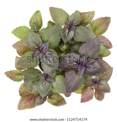 Fresh sweet red Dark Opal basil bouquet isolated on white background cutout. Top view.