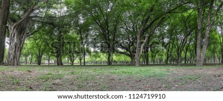 Green forest park landscape with a tree trunk.