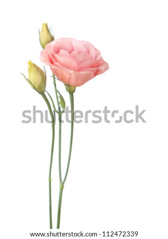 pink  flowers isolated on white. eustoma Royalty-Free Stock Photo #112472339