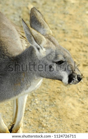Young Australian Western Grey Kangaroo in Natural Setting, closeup.