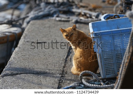 Cat sitting on wharf, Japan.