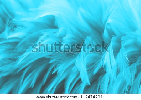 Bird,chickens feather texture for background Abstract,blur style and soft color of art design.