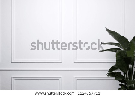 white background wall and green plants