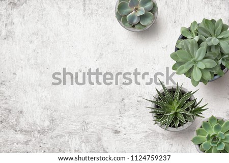 minimalist urban gardening or stylish interior background with various succulents on a painted white wooden desk - top view, copyspace Royalty-Free Stock Photo #1124759237