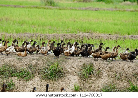 Ducks on a rice field, rural landscape, The traditional landscape of agriculture in Thailand.
