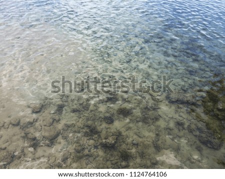 
nature underwater world scene with beautiful sea coral reef and tropical sea water fish.