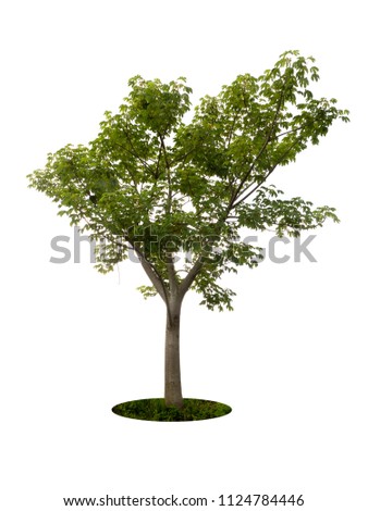tree dicut at isolated on white background with clipping paths, Clipping inside Royalty-Free Stock Photo #1124784446