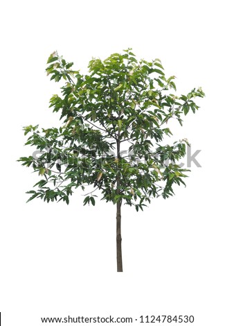 tree dicut at isolated on white background with clipping paths, Clipping inside Royalty-Free Stock Photo #1124784530