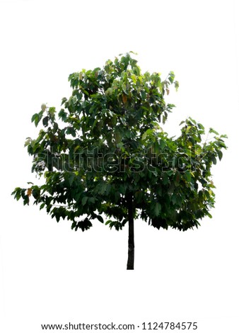 tree dicut at isolated on white background with clipping paths, Clipping inside Royalty-Free Stock Photo #1124784575