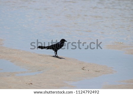 Black grackle bird on the beach in the turquoise ocean surf under blue sky horizon.