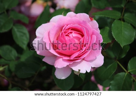 Pink Rose at Kew Gardens