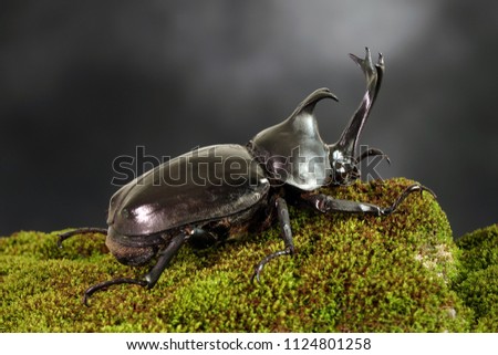 Japanese rhinoceros beetle (Allomyrina dichotoma) or Japanese horn beetle (or Kabutomushi, Kabuto meaning is Japanese's Samuai helmet, and Mushi is Insect) in night time. Exotic pets. Selective focus