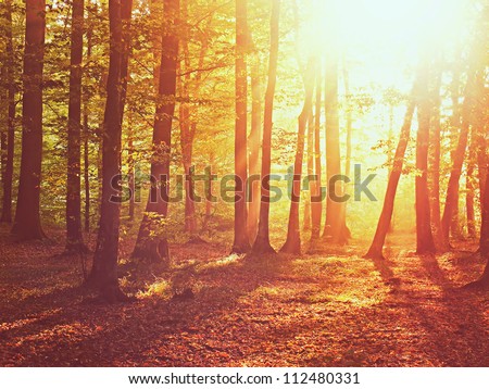 Sunrise in autumn forest Royalty-Free Stock Photo #112480331