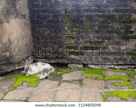 cat sleeping side the old wall
