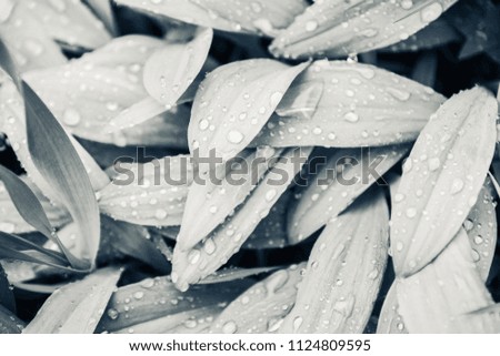 Fresh green leaves with water drops in the garden. Selective focus. Shallow depth of field. Black and white image.