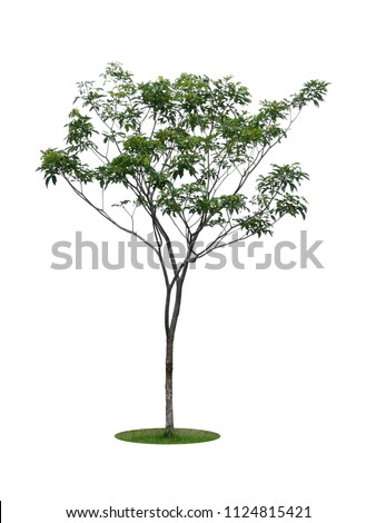 tree dicut at isolated on white background with clipping paths, Clipping inside Royalty-Free Stock Photo #1124815421