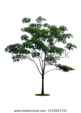 tree dicut at isolated on white background with clipping paths, Clipping inside Royalty-Free Stock Photo #1124815721