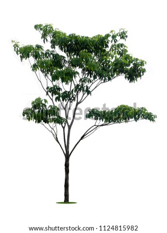 tree dicut at isolated on white background with clipping paths, Clipping inside Royalty-Free Stock Photo #1124815982
