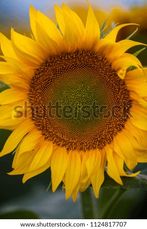 field of sunflowers and sun.