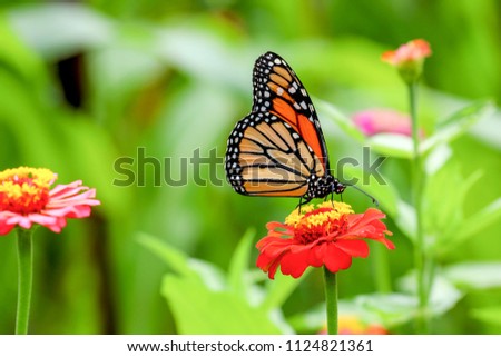 Monarch butterfly in the garden Royalty-Free Stock Photo #1124821361