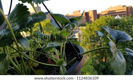 Baby Green Strawberry Basket Gardening