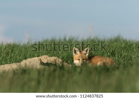 Cute little fox lying next to its den.
