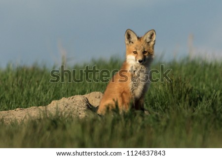 Beautiful young fox sitting outside of its den.